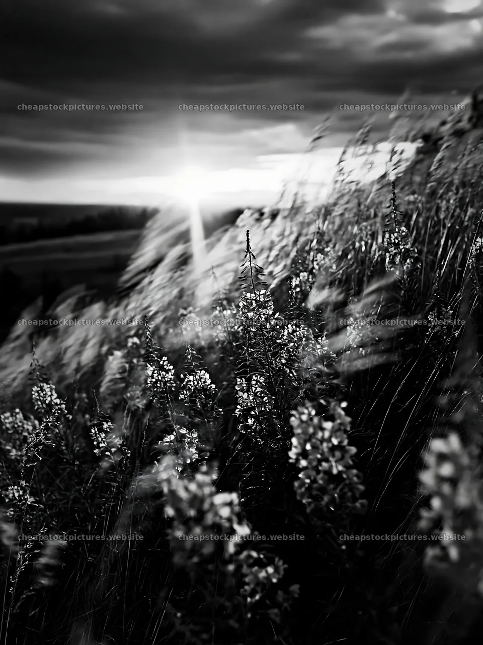 Fireweed meadow at sunset with flowing grasses – stock pictures 6866x9174