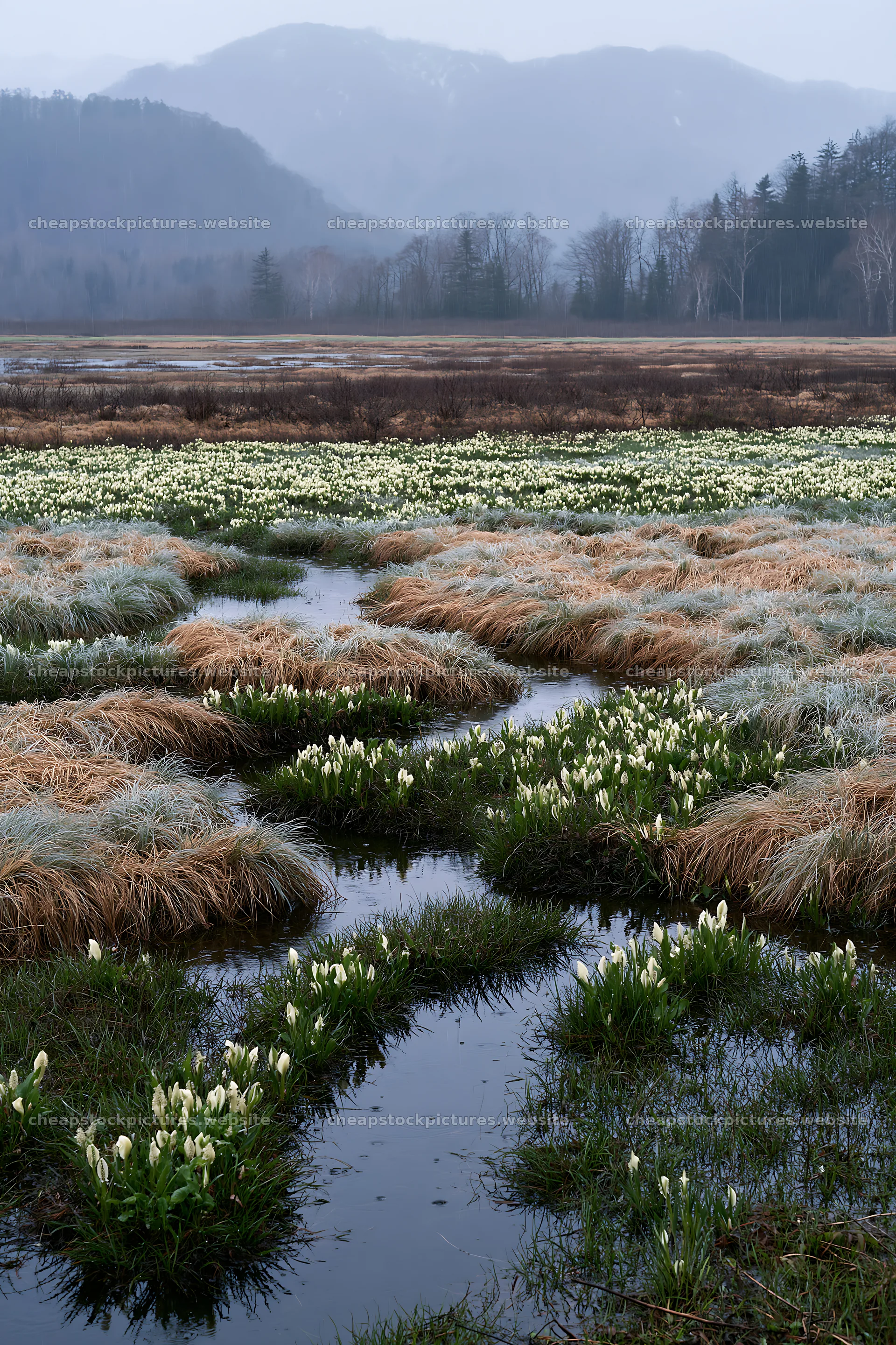 Akita snowmelt meadow with silver grasses and clear waters – stock pictures 6480x9722