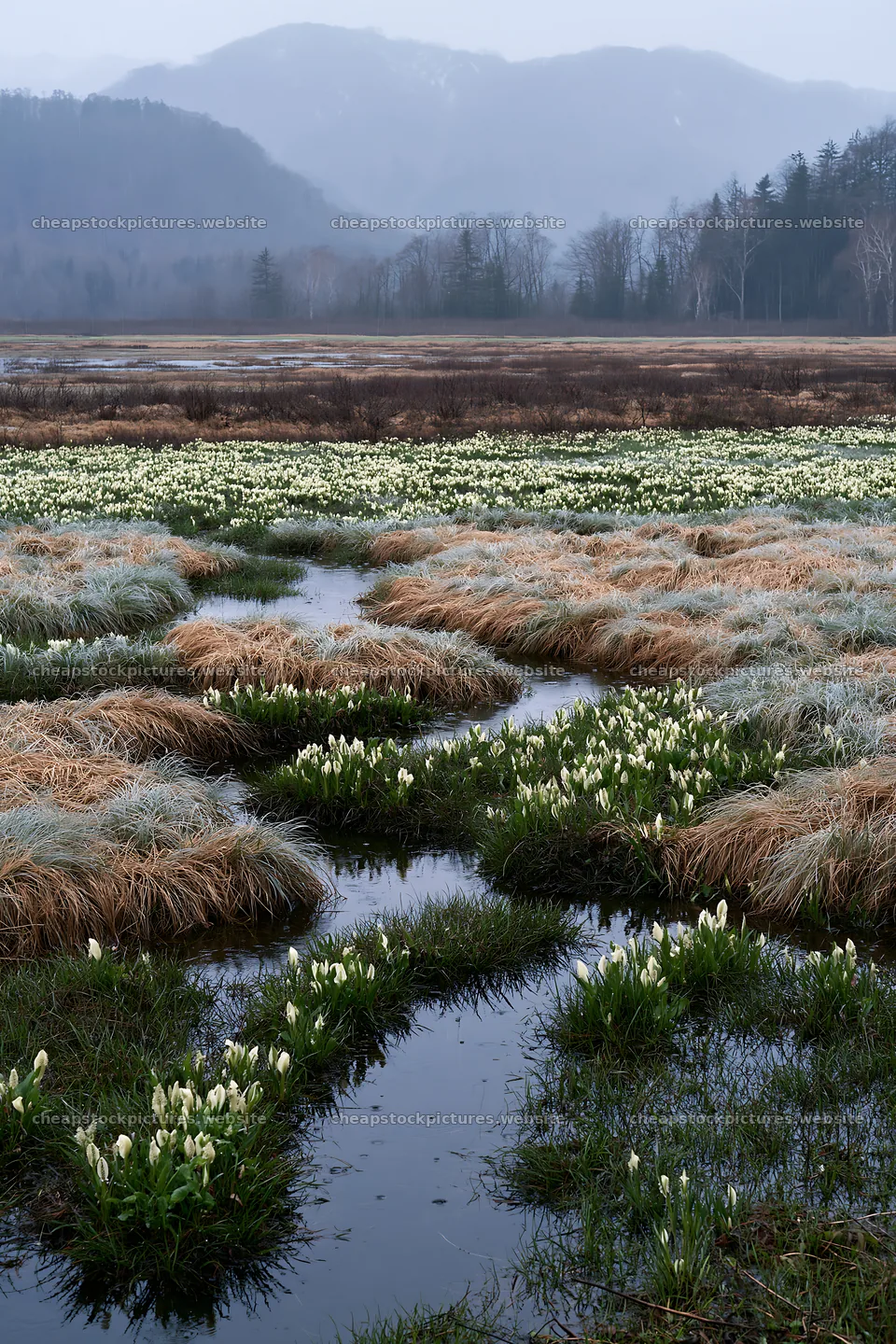 Akita snowmelt meadow with silver grasses and clear waters – stock pictures 6480x9722