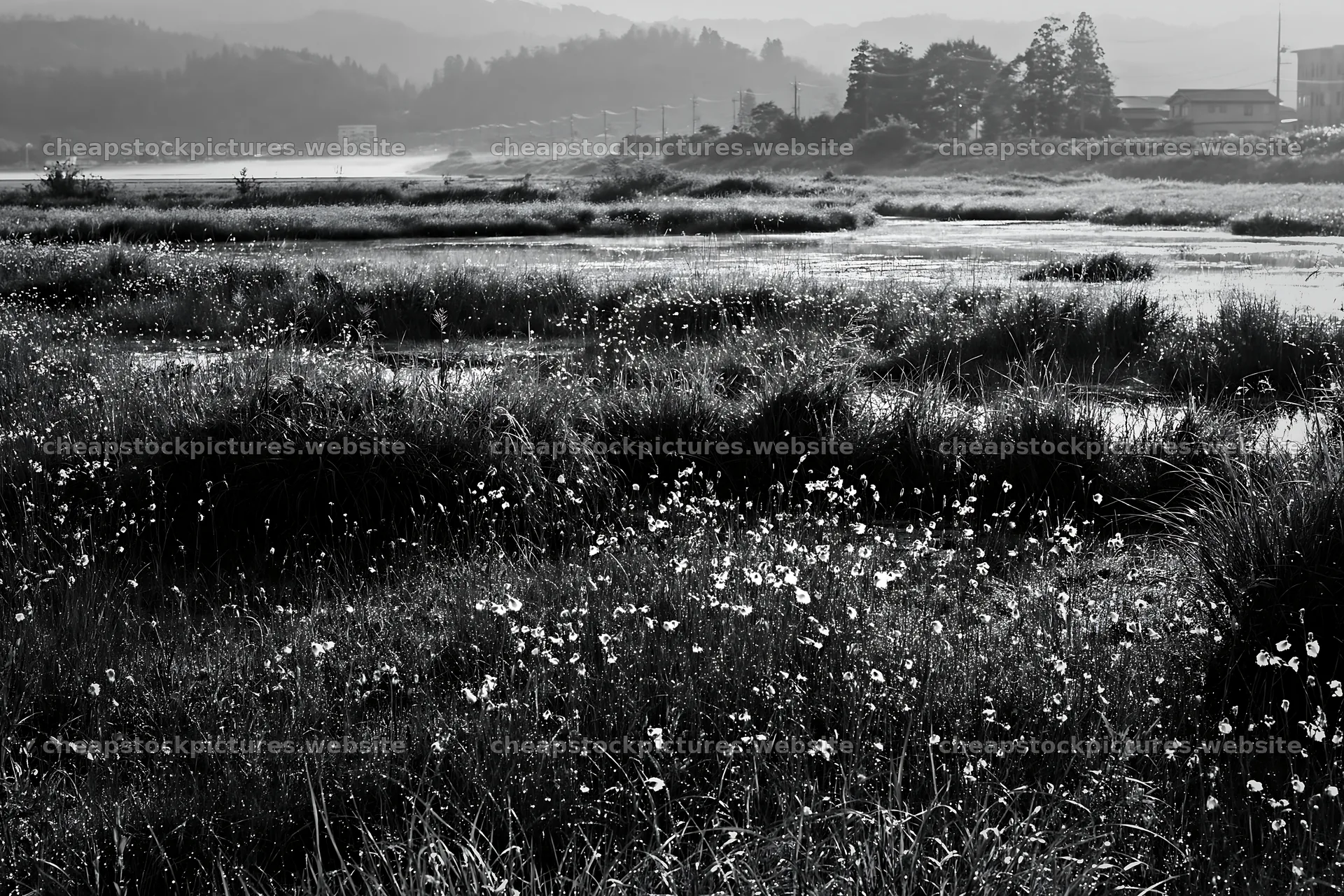 Niigata floodplain restoration meadow dew foreground – stock pictures 9722x6480