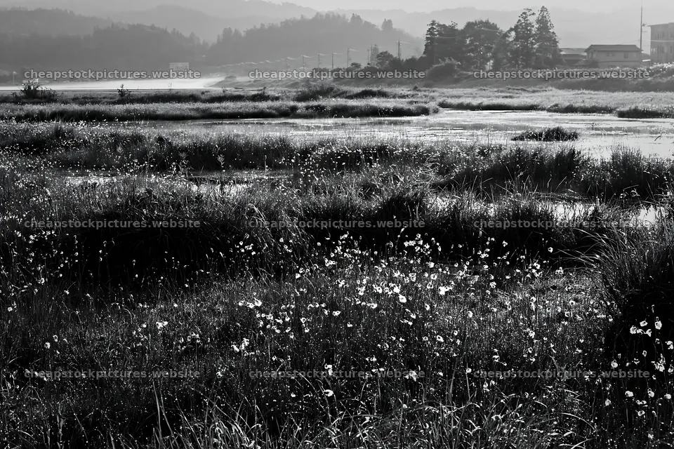 Niigata floodplain restoration meadow dew foreground – stock pictures 9722x6480