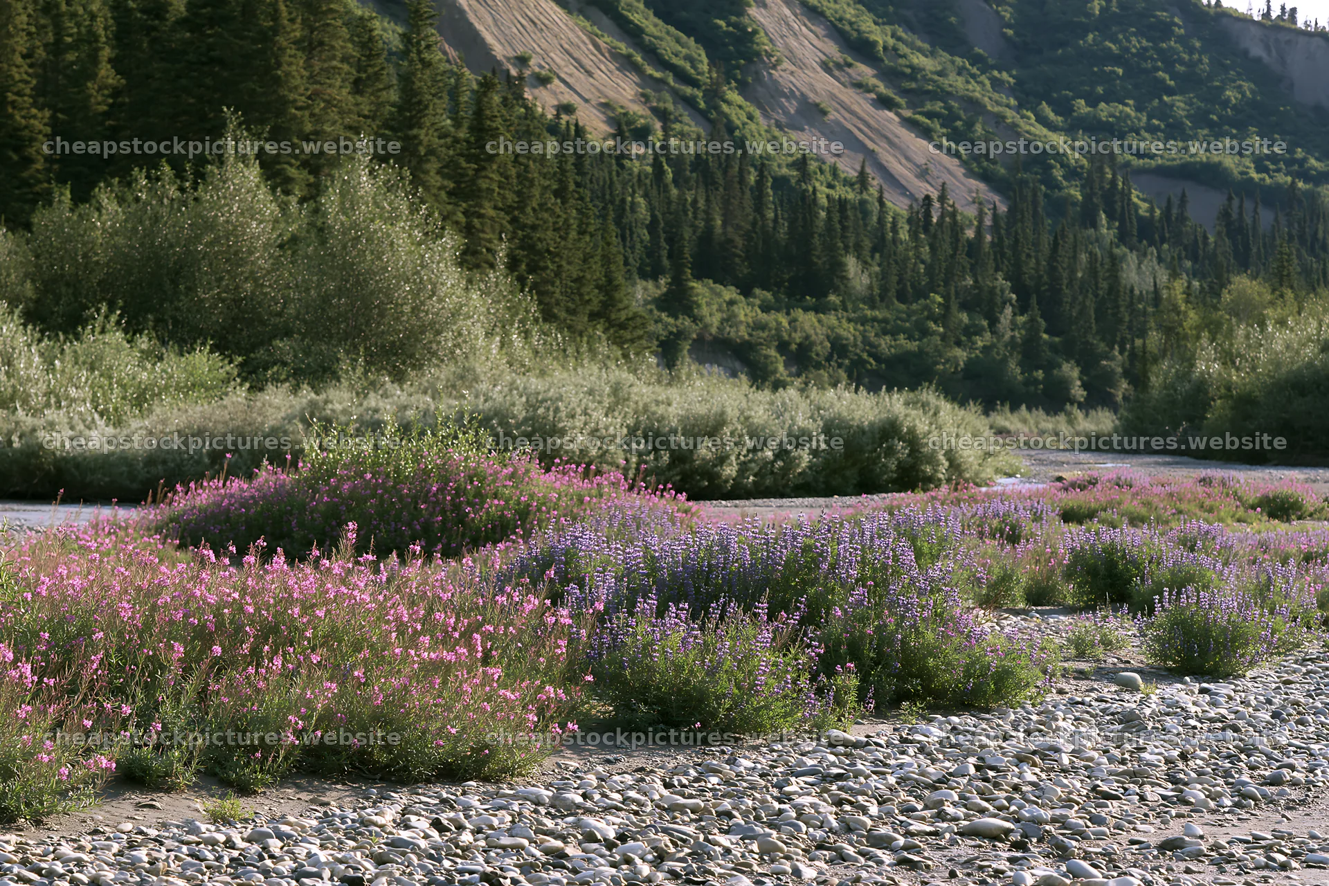 Fireweed and lupine meadow along a riverbed in summer – stock pictures 9722x6480