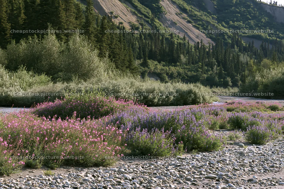 Fireweed and lupine meadow along a riverbed in summer – stock pictures 9722x6480