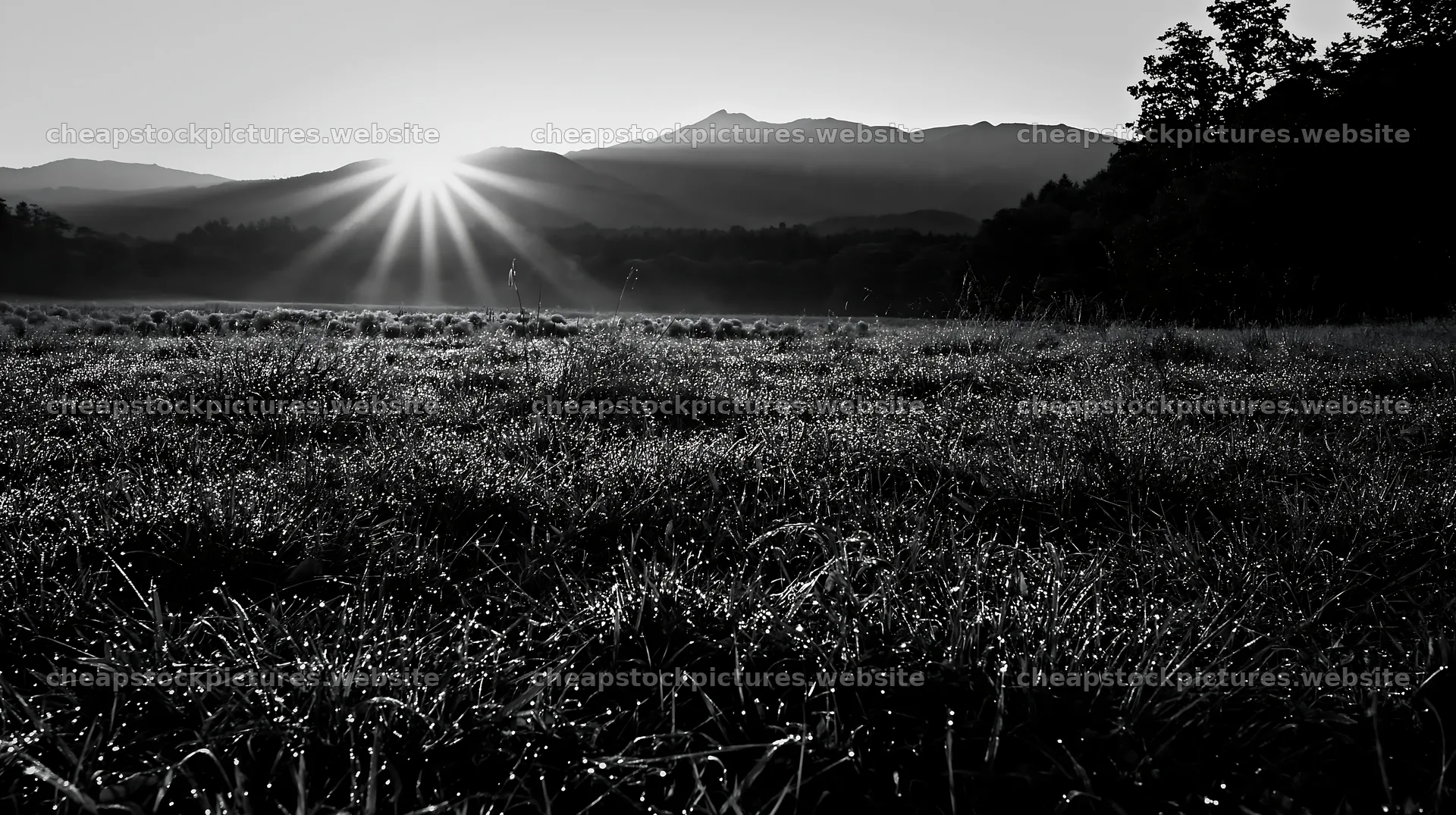 Expansive Hokkaido restoration meadow with dewdrops – stock pictures 10608x5938