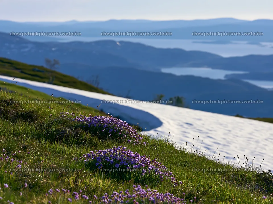 Spring meadow with flowers and snow near mountains – stock pictures 9174x6866