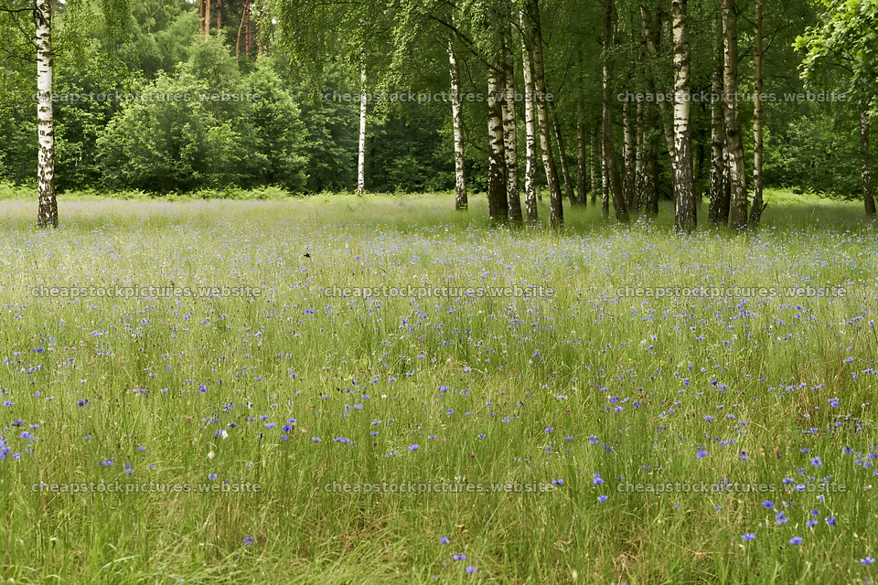 Forest edge meadow with blooming flowers and trees – stock pictures 9722x6480