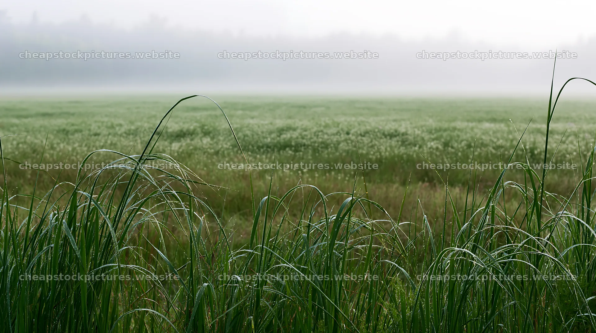 Saga floodplain meadow with reeds in the foreground – stock pictures 10608x5938