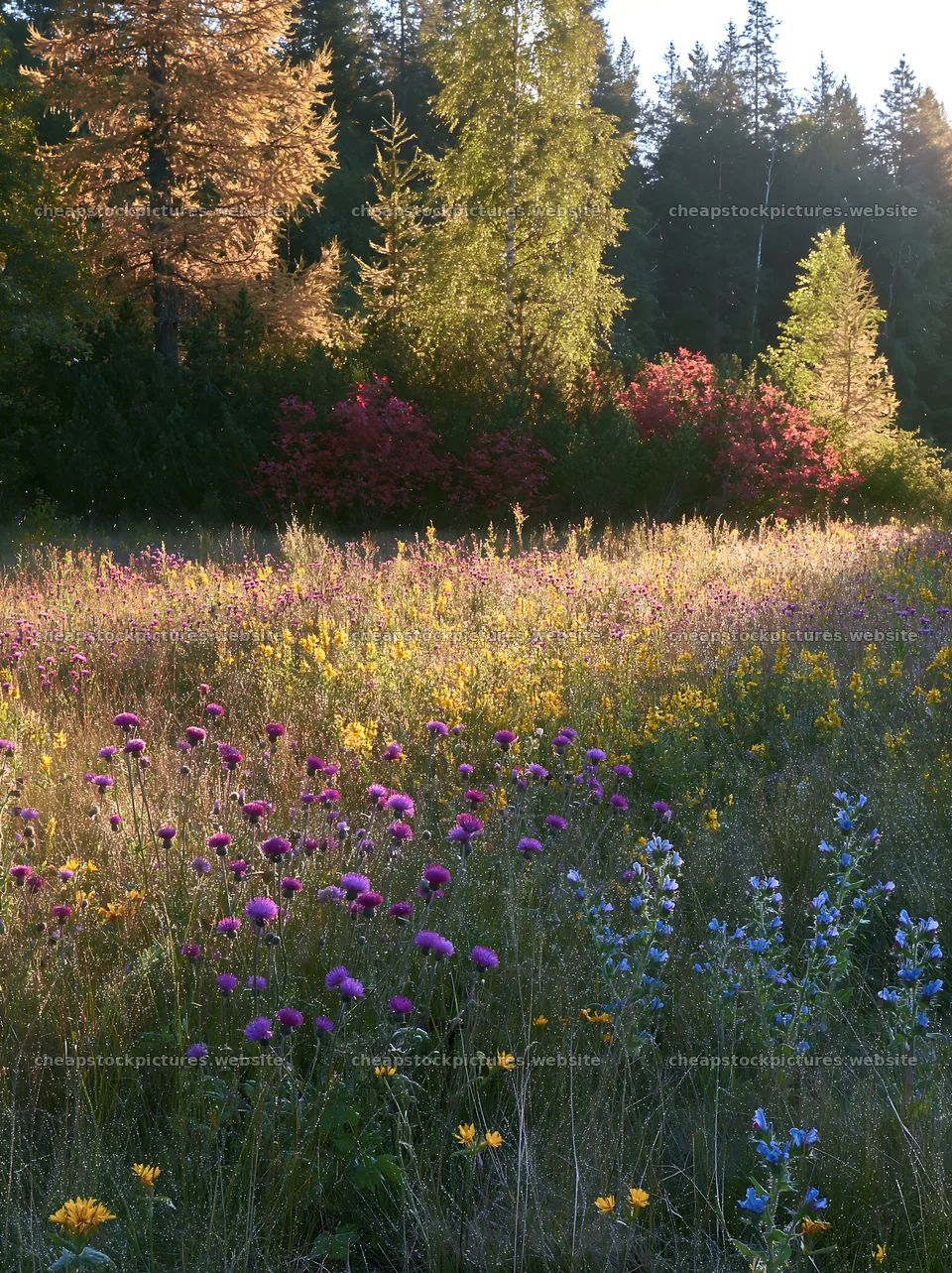 Wintry lakeshore meadow with wildflowers in soft sunlight – stock pictures 6866x9174