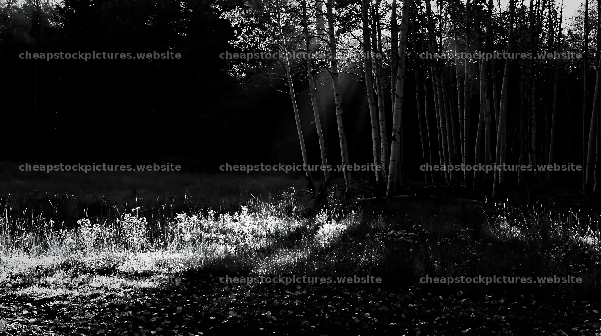 Crepuscular rays shine through trees in a meadow – stock pictures 10608x5938