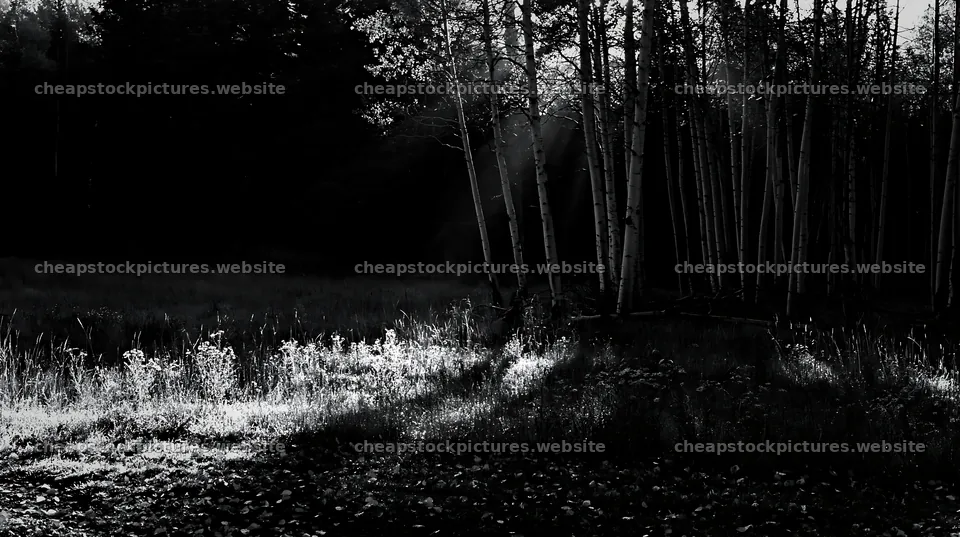 Crepuscular rays shine through trees in a meadow – stock pictures 10608x5938