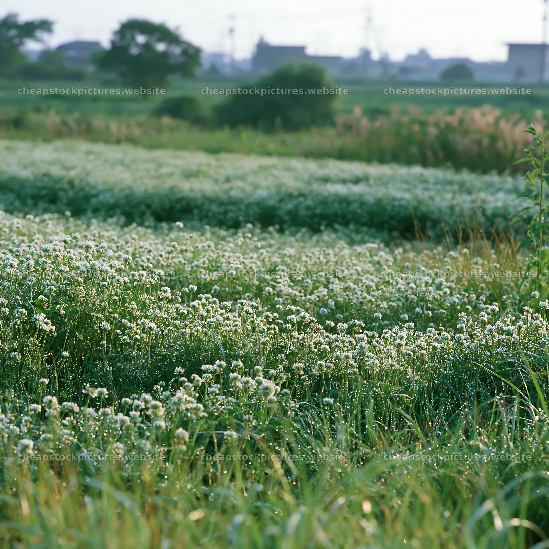 Niigata floodplain restoration meadow dew foreground – stock pictures 7938x7938