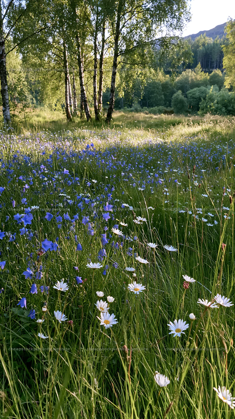 Birch grove with flowers in a meadow during daylight – stock pictures 5938x10608