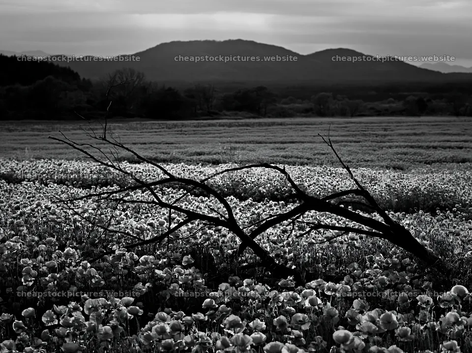 Yamagata rewilded meadow fallen branch in bright poppy field – stock pictures 9174x6866