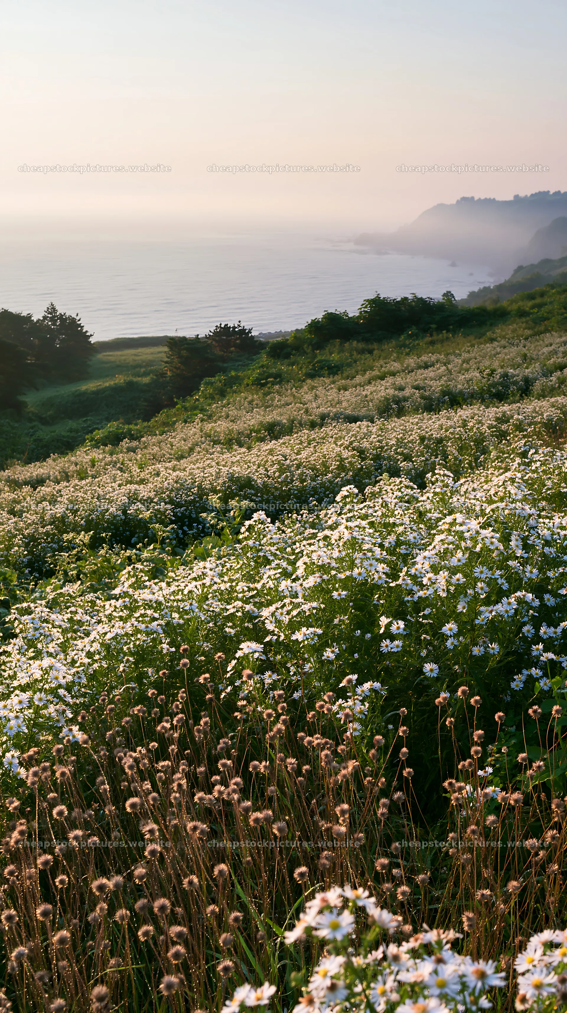 Iwate rain refreshed meadow seedhead foreground – stock pictures 5938x10608