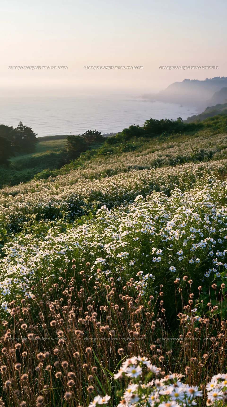 Iwate rain refreshed meadow seedhead foreground – stock pictures 5938x10608