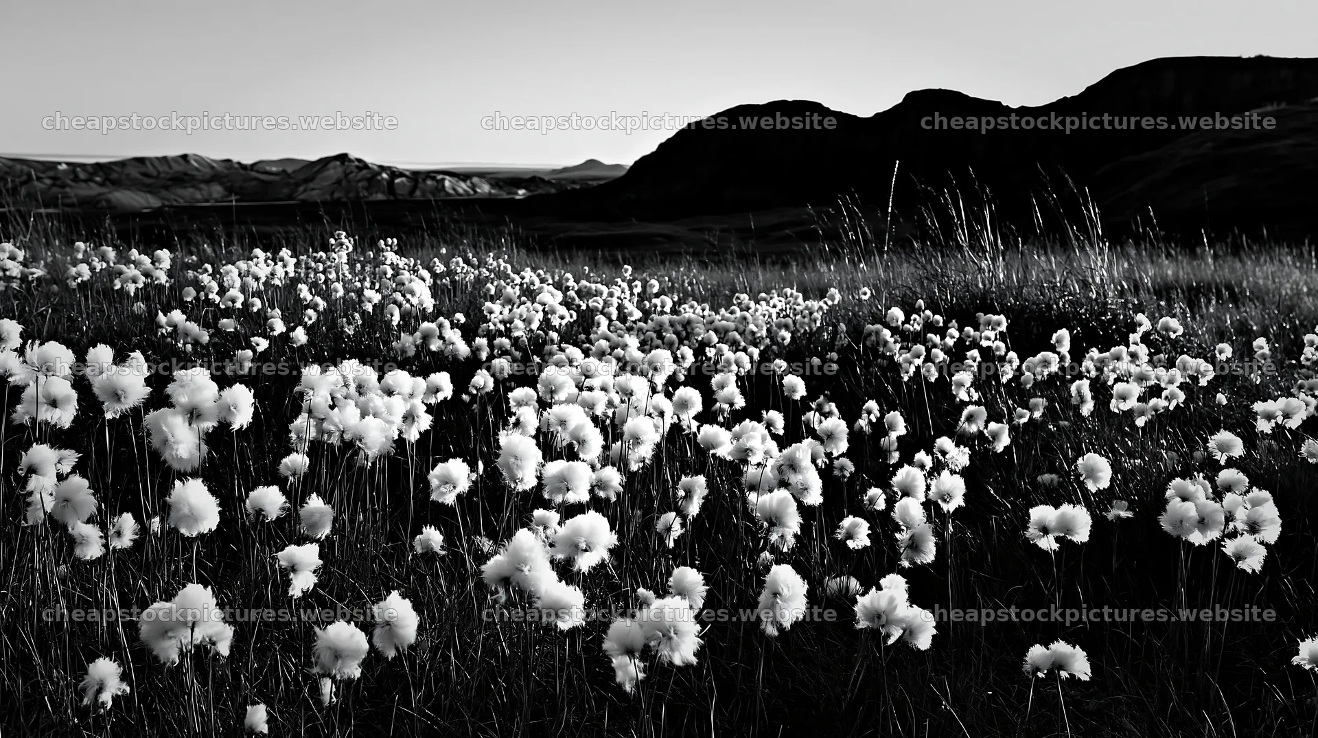 Meadow grass seedheads in black and white landscape – stock pictures 10608x5938