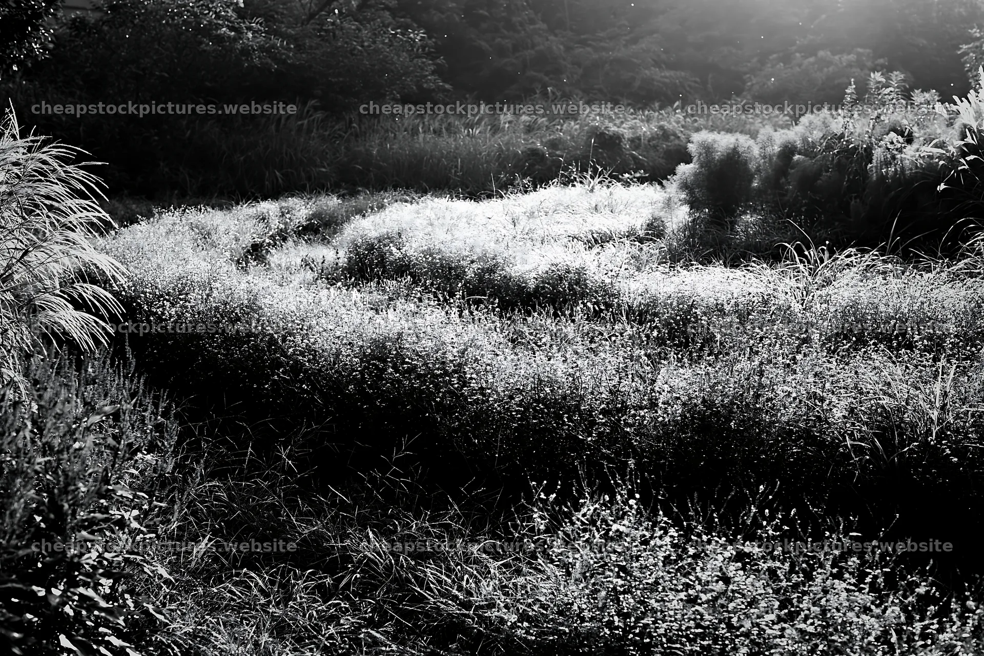 Tokyo urban biodiversity meadow with seedheads at sunrise – stock pictures 9722x6480
