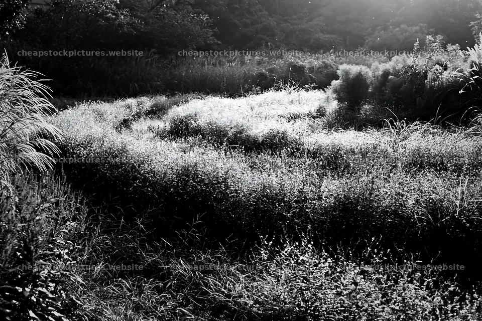 Tokyo urban biodiversity meadow with seedheads at sunrise – stock pictures 9722x6480
