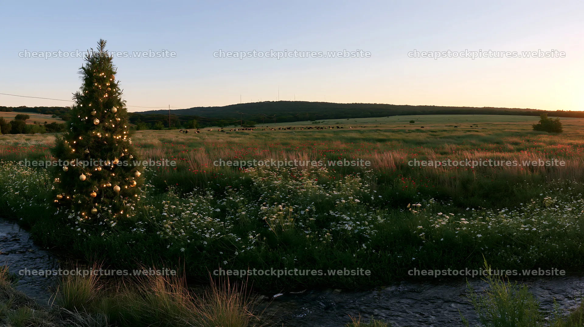 Christmas tree beside stream in meadow at sunset – stock pictures 10608x5938
