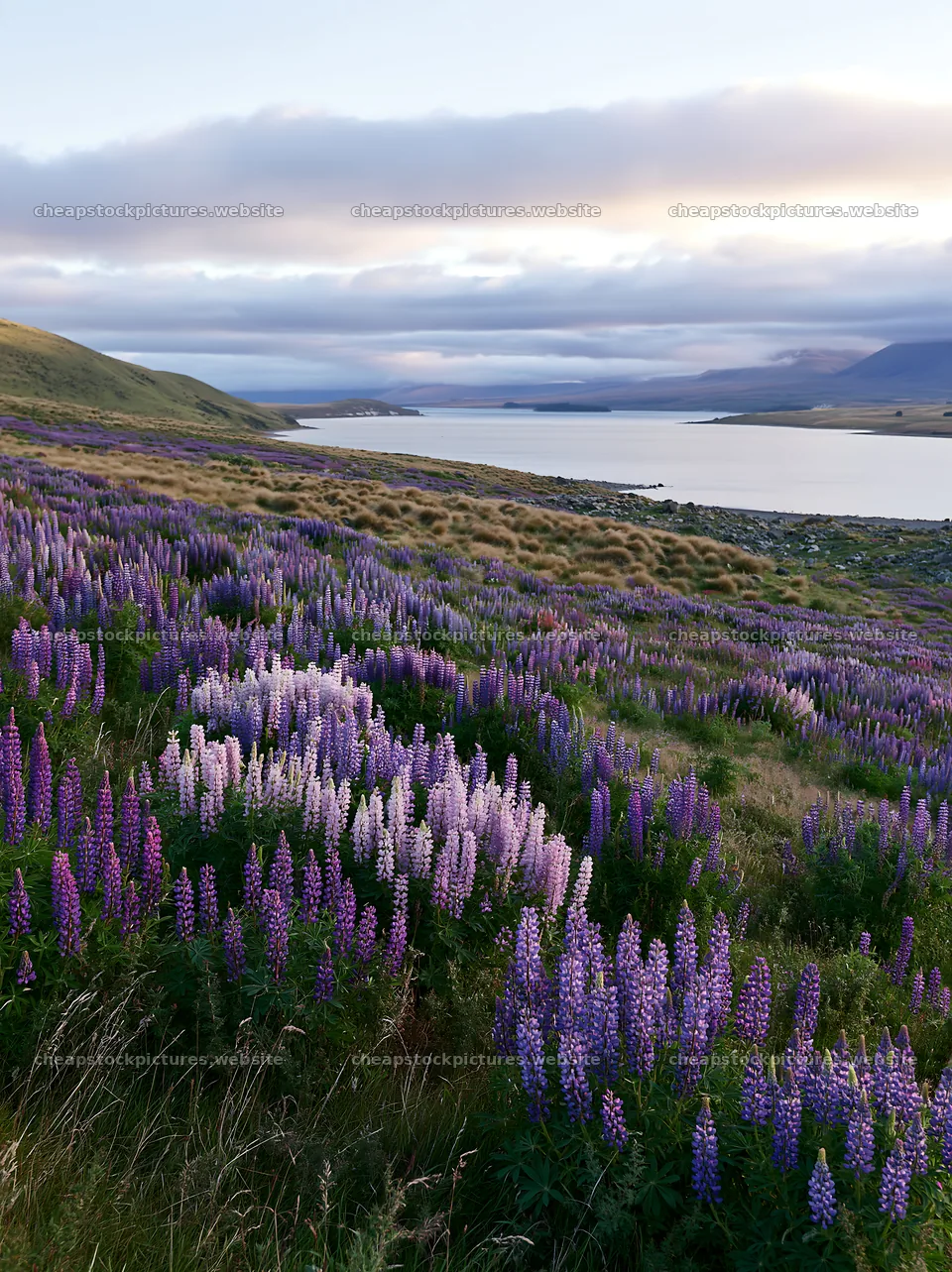 Lupine flowers by Lake Tekapo at sunset – stock pictures 6866x9174
