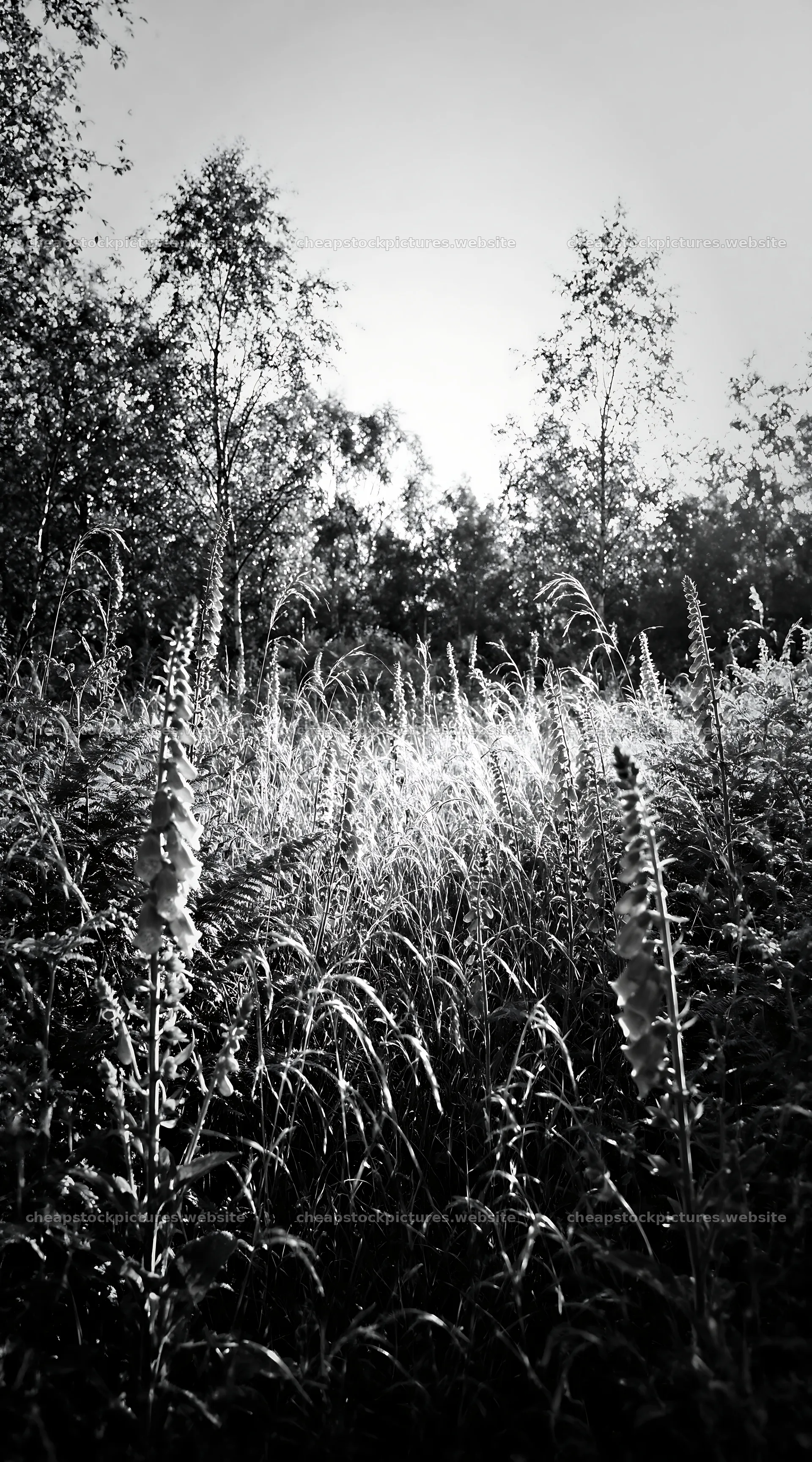 Rewilding meadow with wildflowers and green foliage – stock pictures 5916x10648