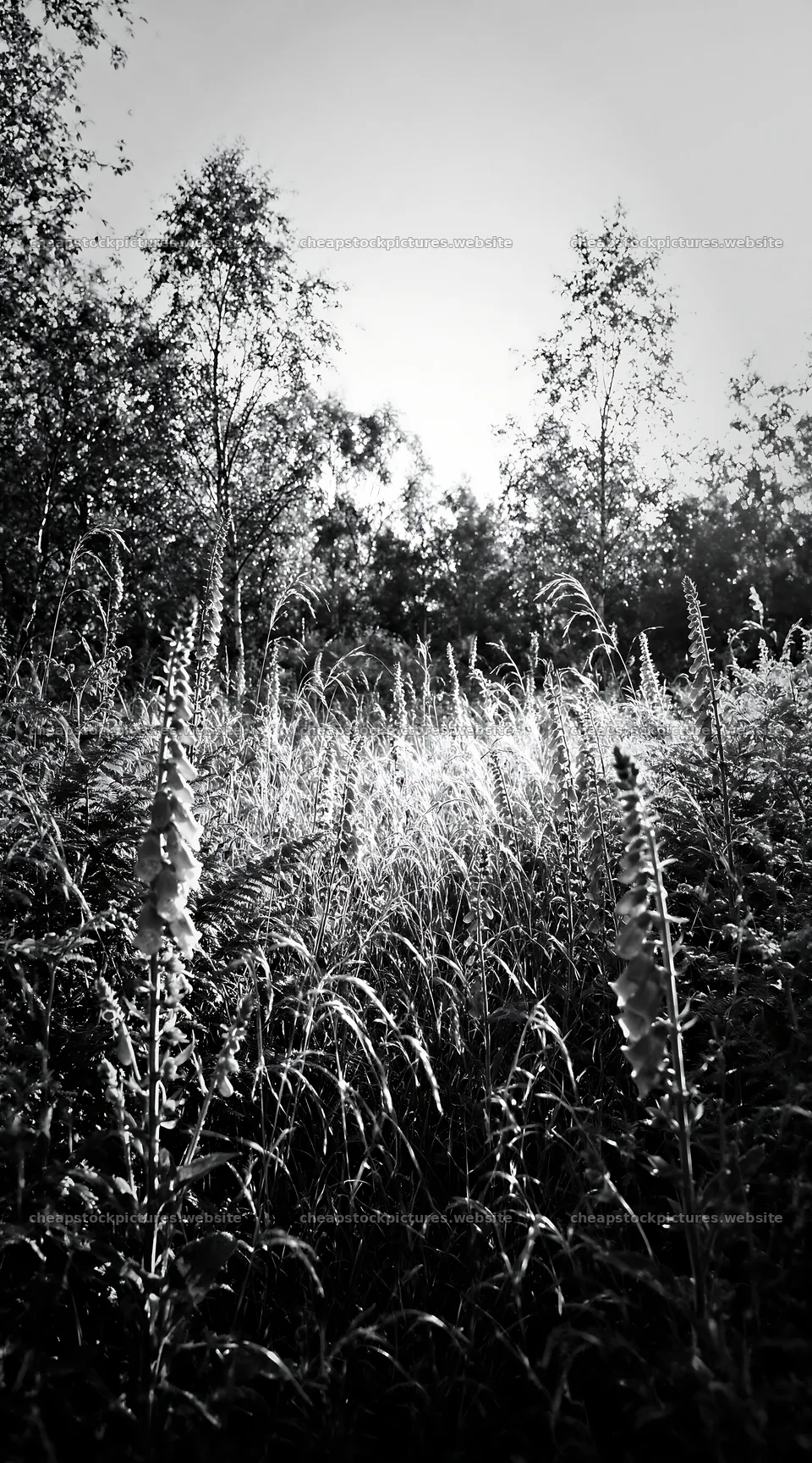 Rewilding meadow with wildflowers and green foliage – stock pictures 5916x10648