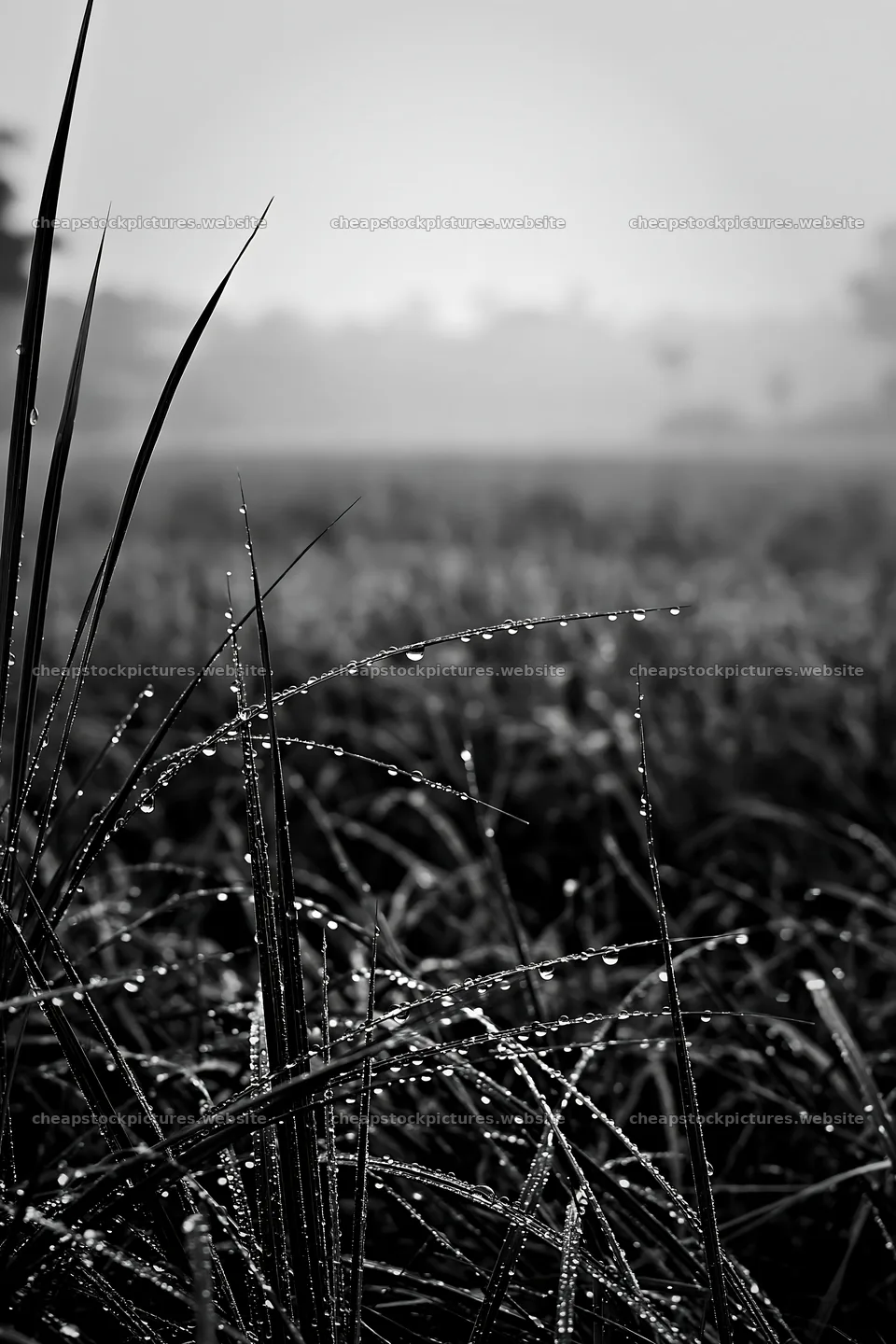 Kochi monsoon meadow rain beaded grasses – stock pictures 6480x9722