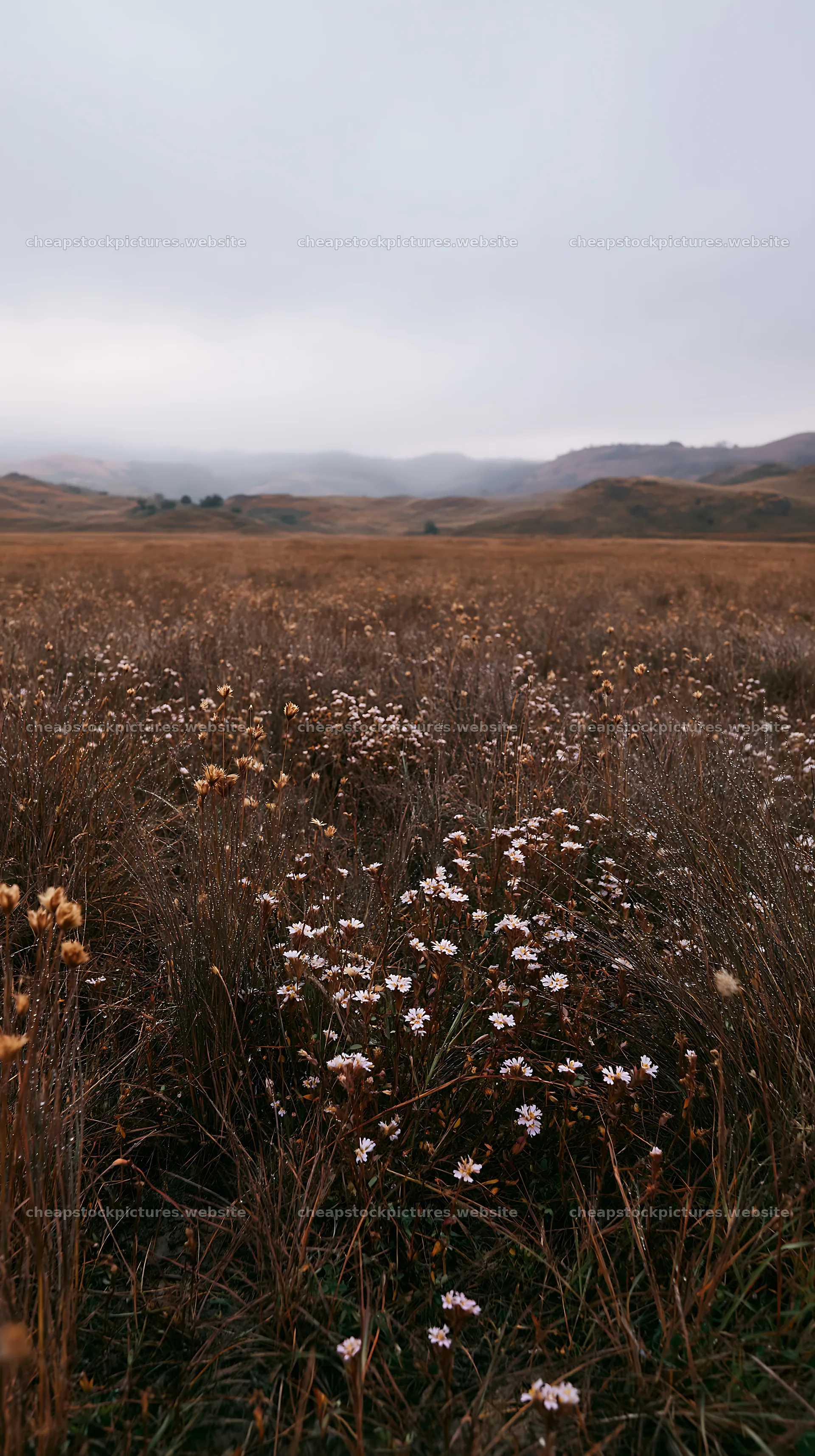 Rainy valley meadow with wildflowers in muted landscape – stock pictures 5938x10608