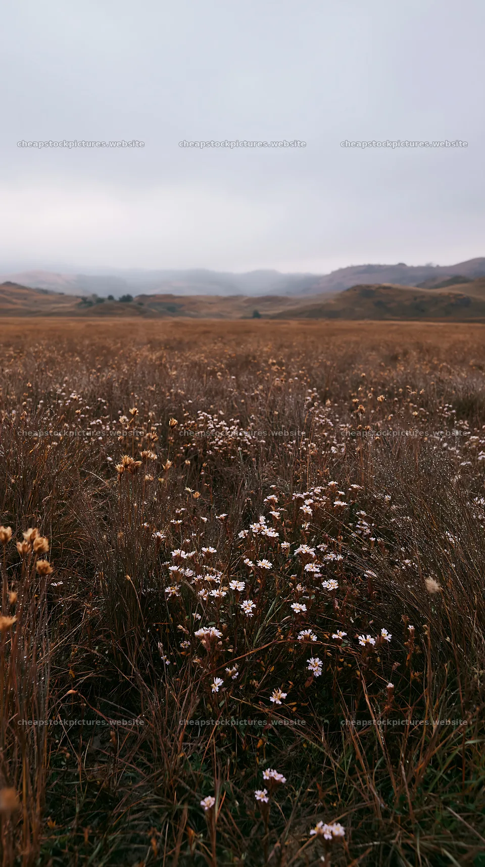 Rainy valley meadow with wildflowers in muted landscape – stock pictures 5938x10608
