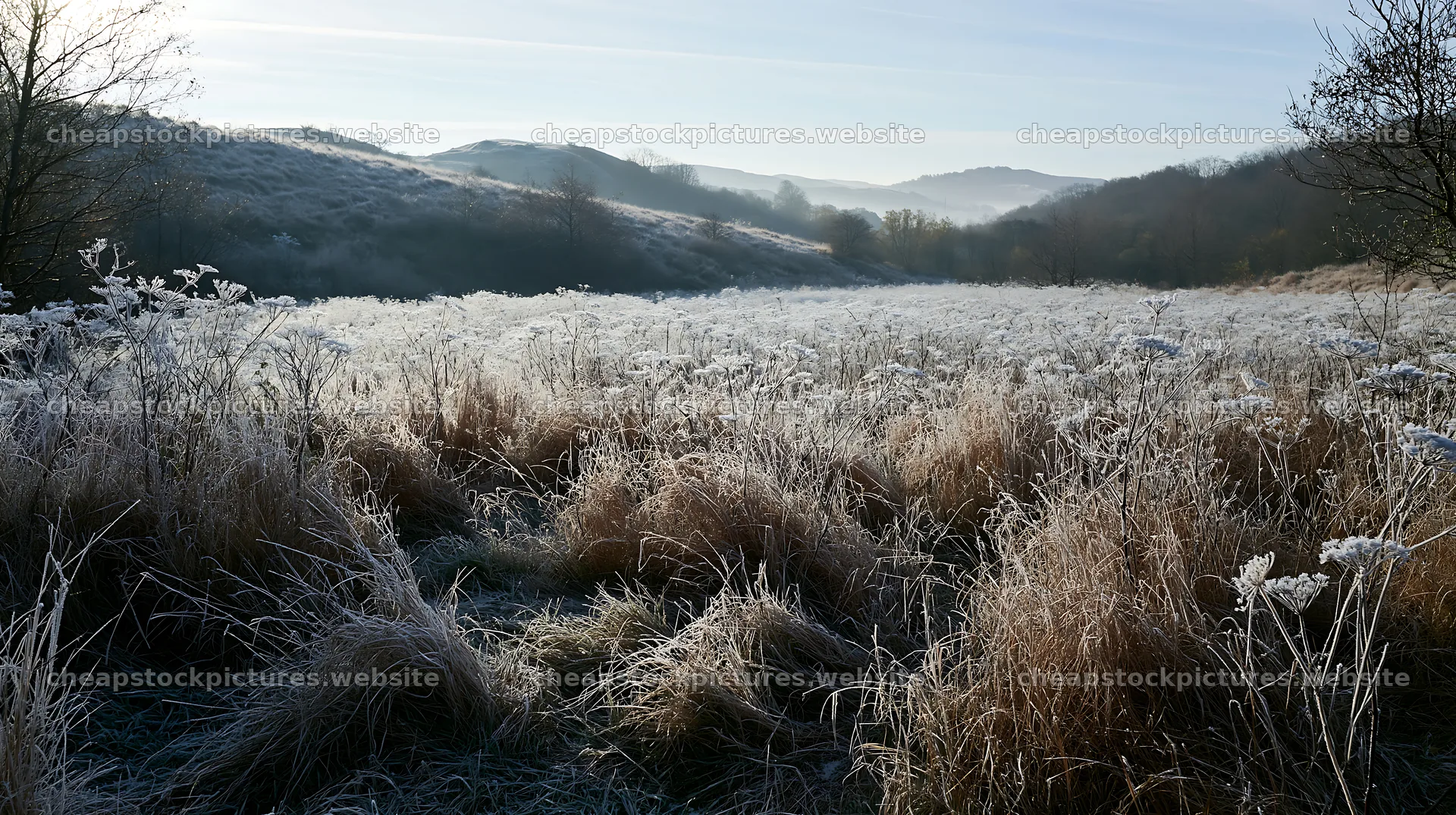 Cow parsley meadow in a frosty landscape during morning light – stock pictures 10608x5938