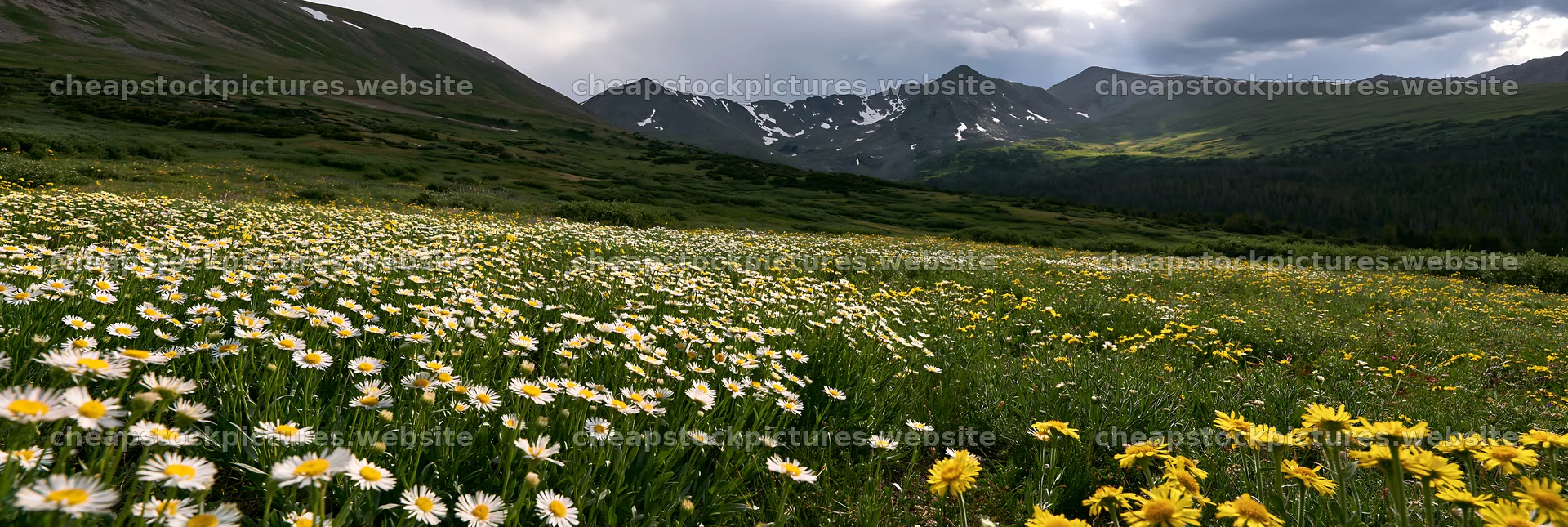 Colorful daisy meadow under cloudy sky in mountain landscape – stock pictures 13690x4602