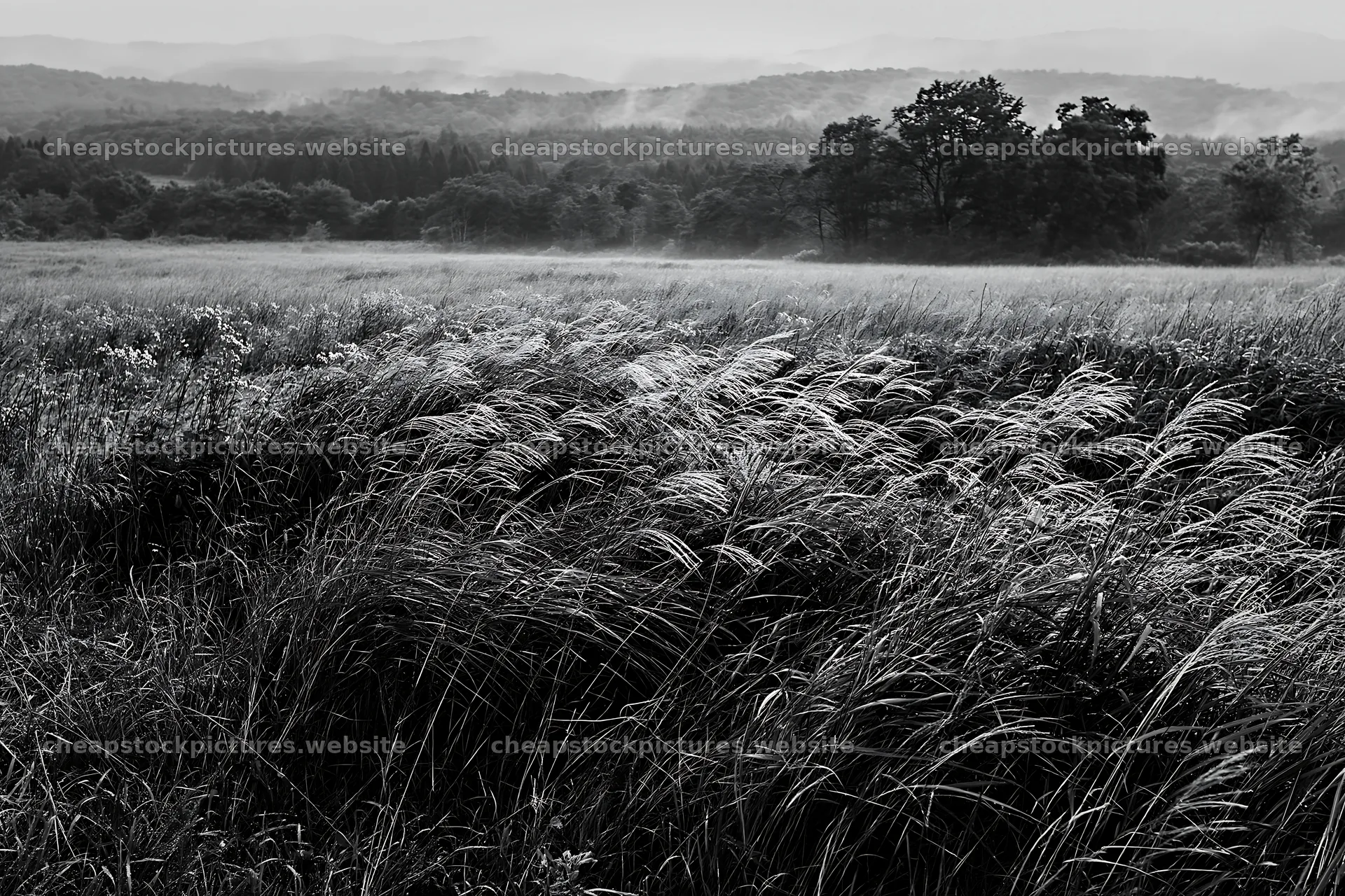 Iwate rain refreshed meadow seedhead foreground – stock pictures 9722x6480
