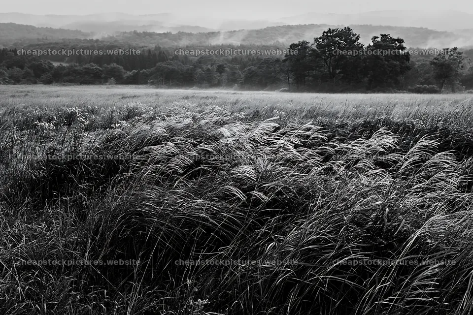 Iwate rain refreshed meadow seedhead foreground – stock pictures 9722x6480