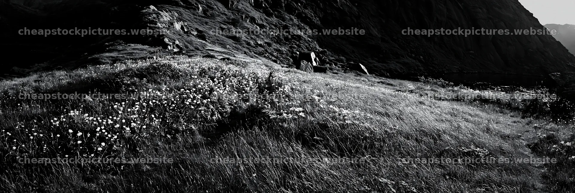 Meadow with flowers under crags in natural light – stock pictures 13690x4602