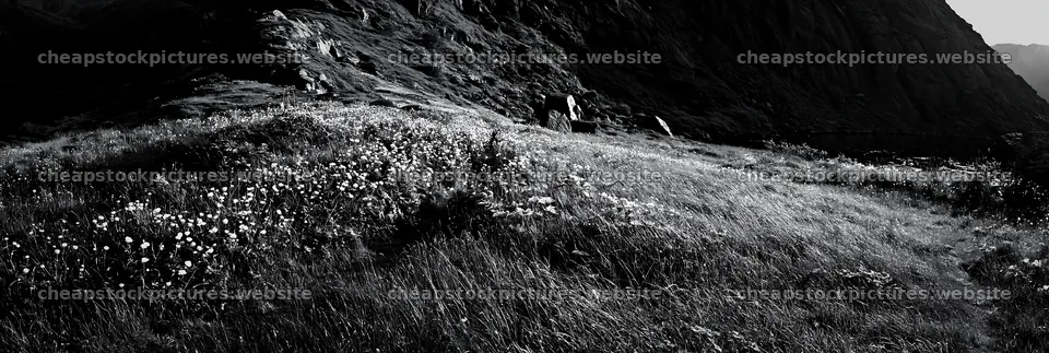 Meadow with flowers under crags in natural light – stock pictures 13690x4602
