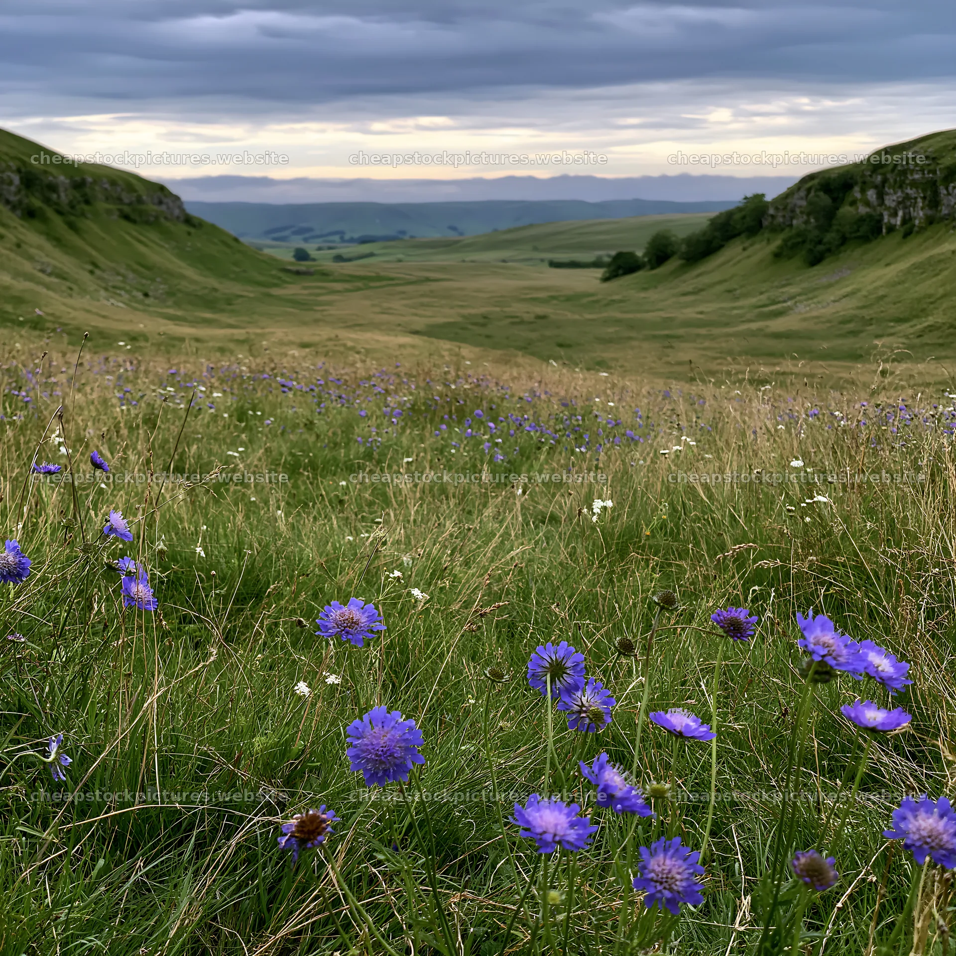 Cloudy limestone wildflower meadow with blue flowers – stock pictures 7938x7938