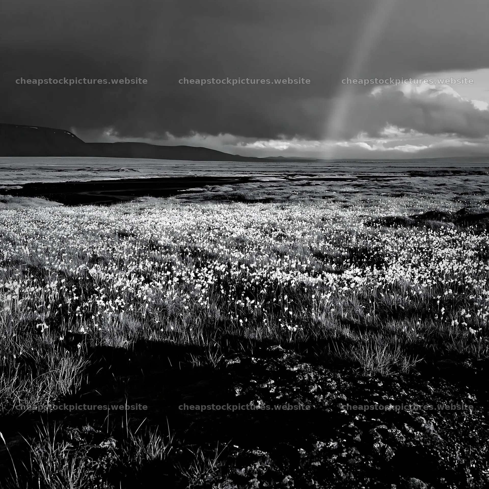 Cottongrass meadow glow near the shore during a stormy evening – stock pictures 7938x7938