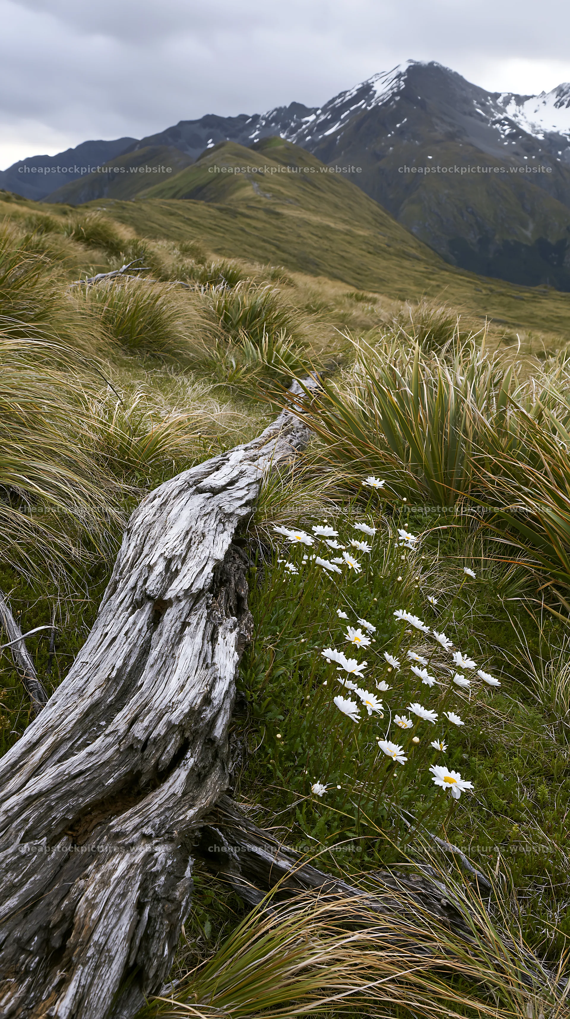 Weathered log amidst grass and flowers in a mountain meadow – stock pictures 5938x10608