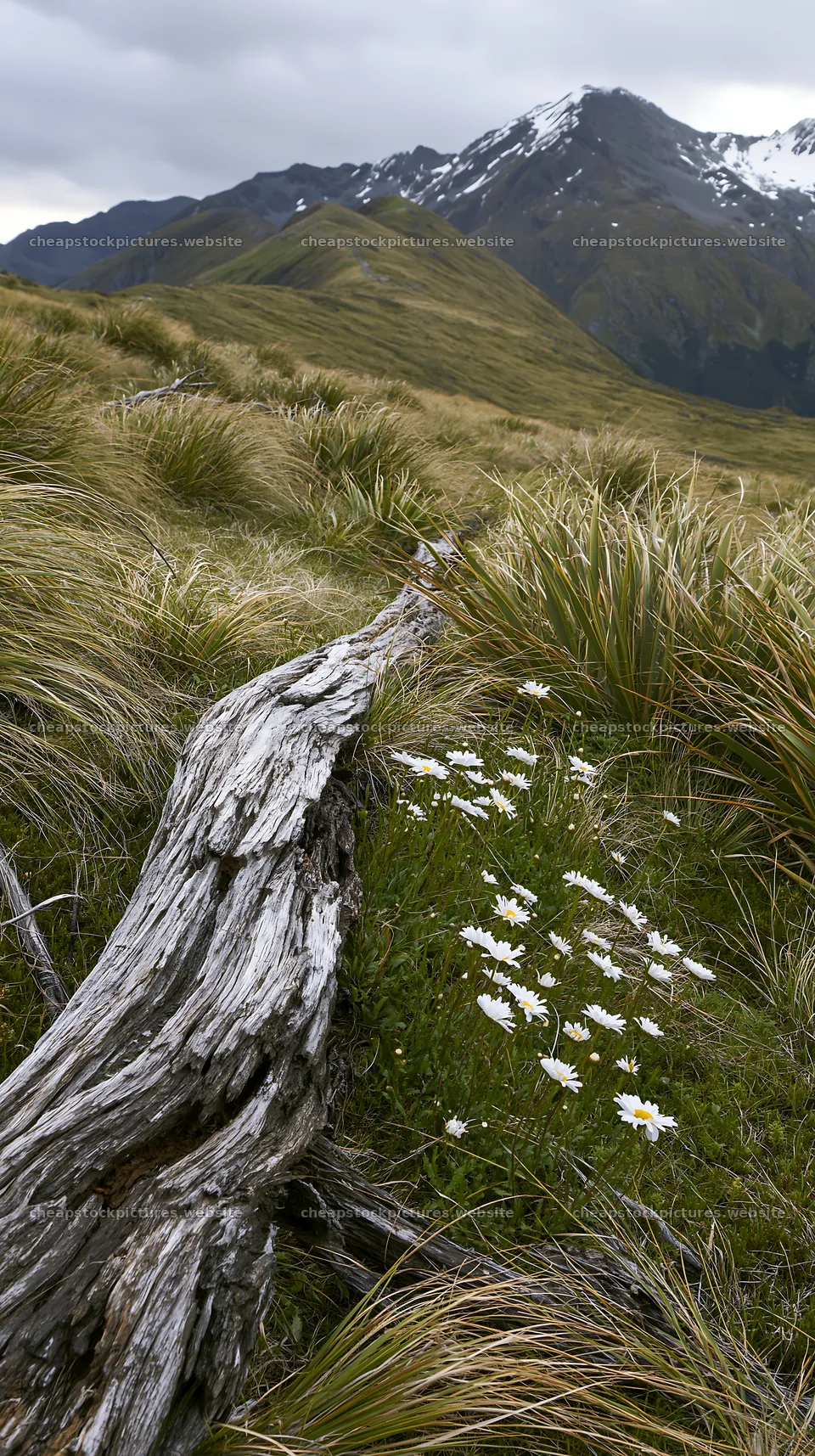 Weathered log amidst grass and flowers in a mountain meadow – stock pictures 5938x10608