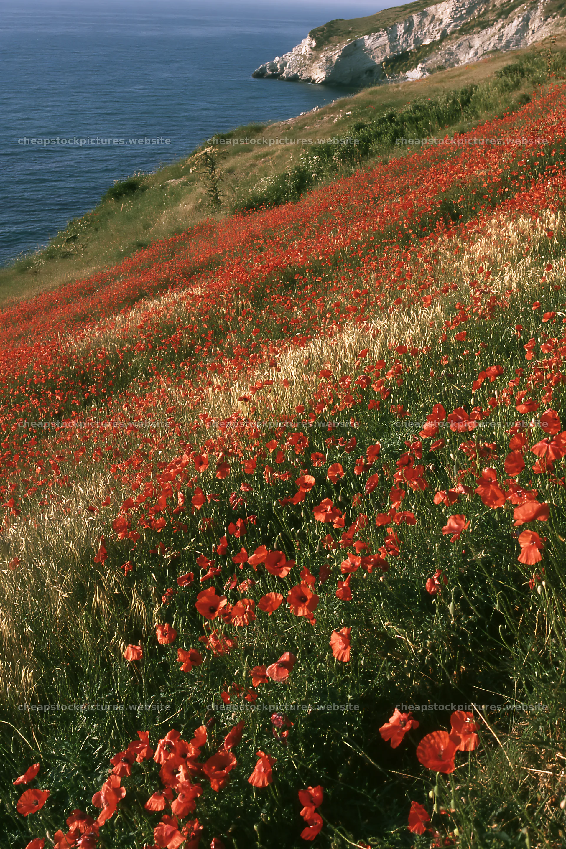 Italian meadow along rocky coast filled with red flowers – stock pictures 6480x9722