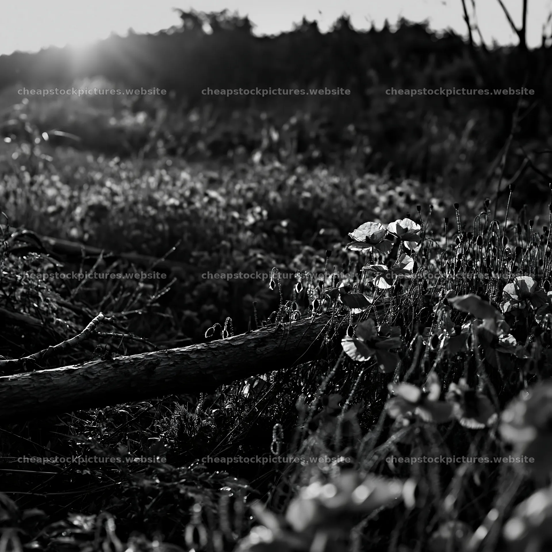 Yamagata rewilded meadow fallen branch and red flowers – stock pictures 7938x7938