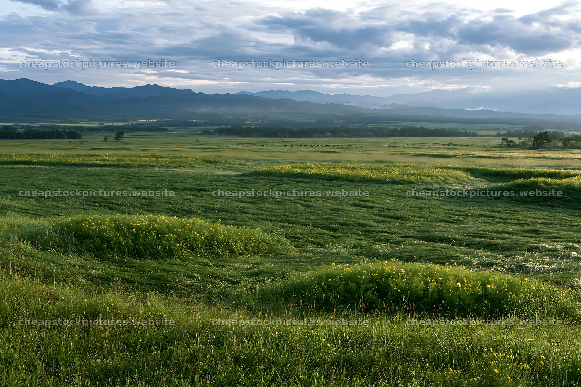 Expansive Hokkaido restoration meadow with dewdrops – stock pictures 9722x6480