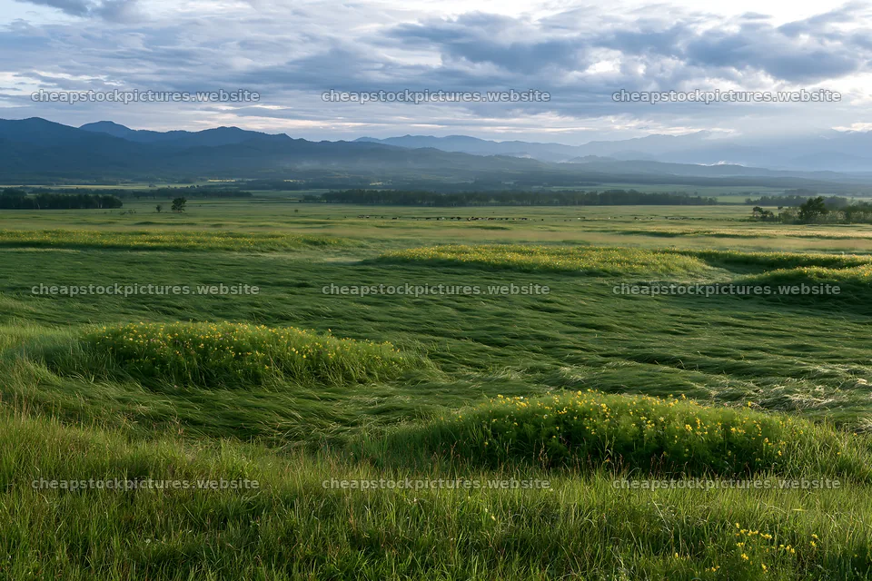 Expansive Hokkaido restoration meadow with dewdrops – stock pictures 9722x6480