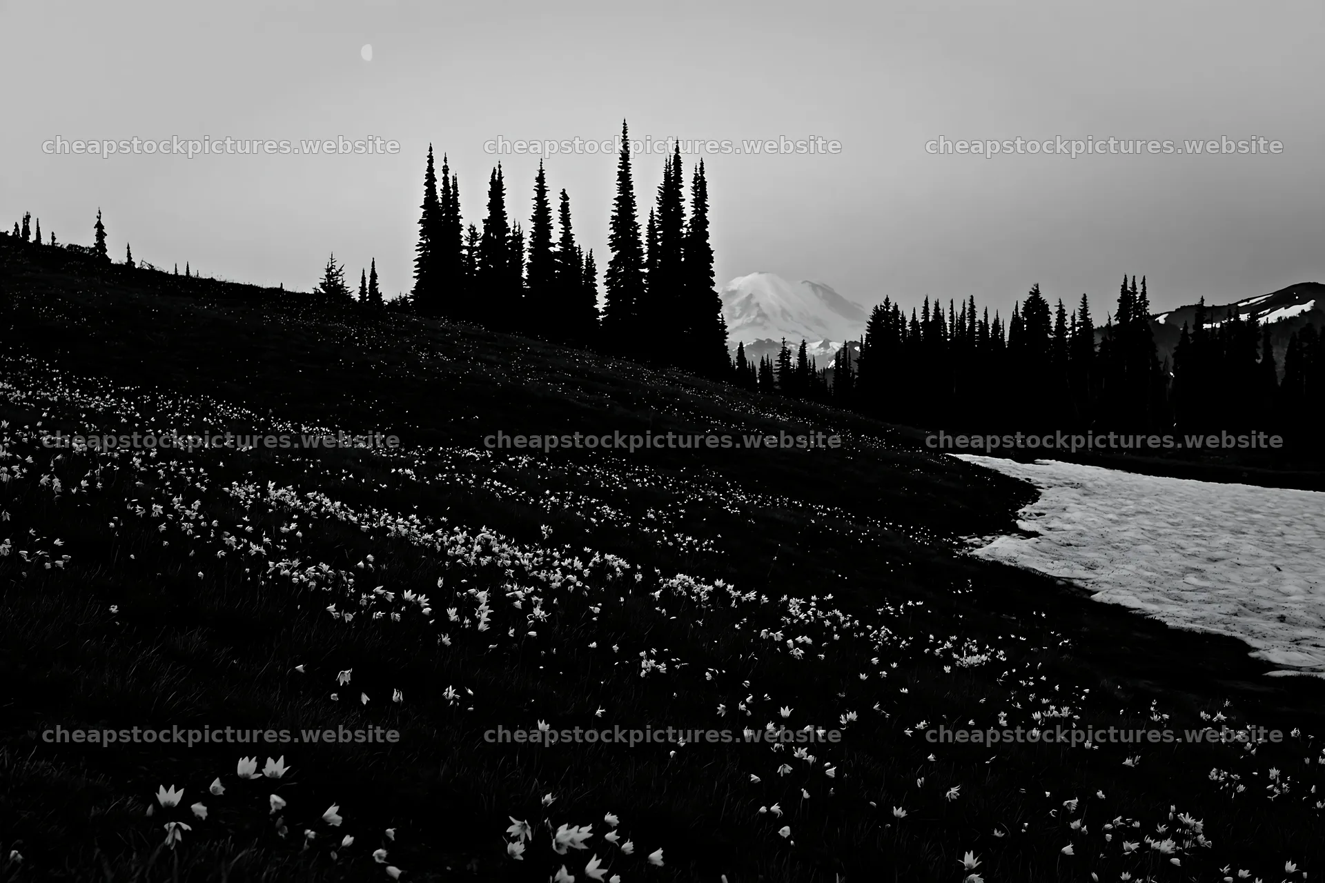 Mount Rainier wildflower meadow at sunrise with trees – stock pictures 9722x6480