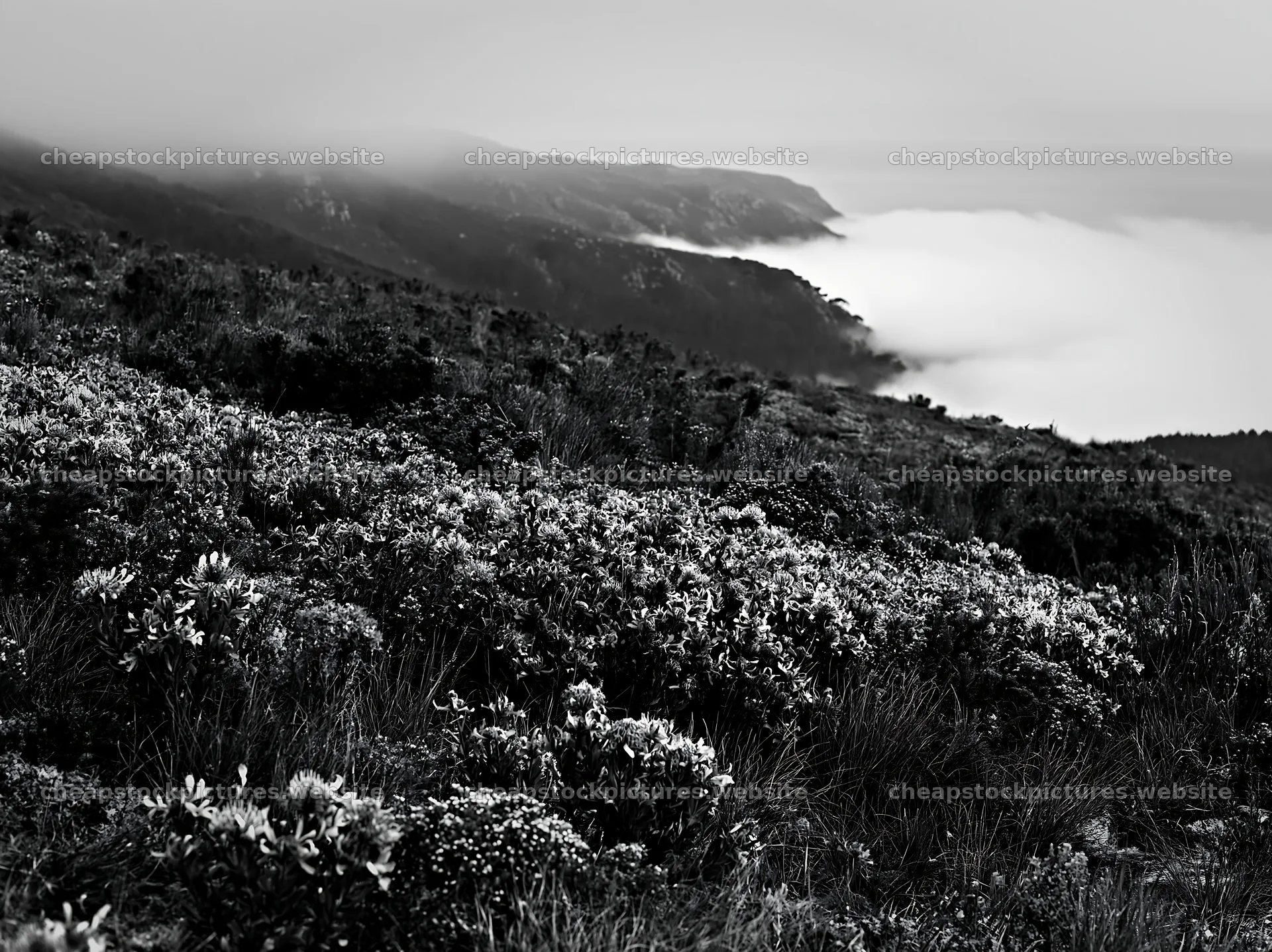 Colorful orchid meadow on the hillside with mist and clouds – stock pictures 9174x6866