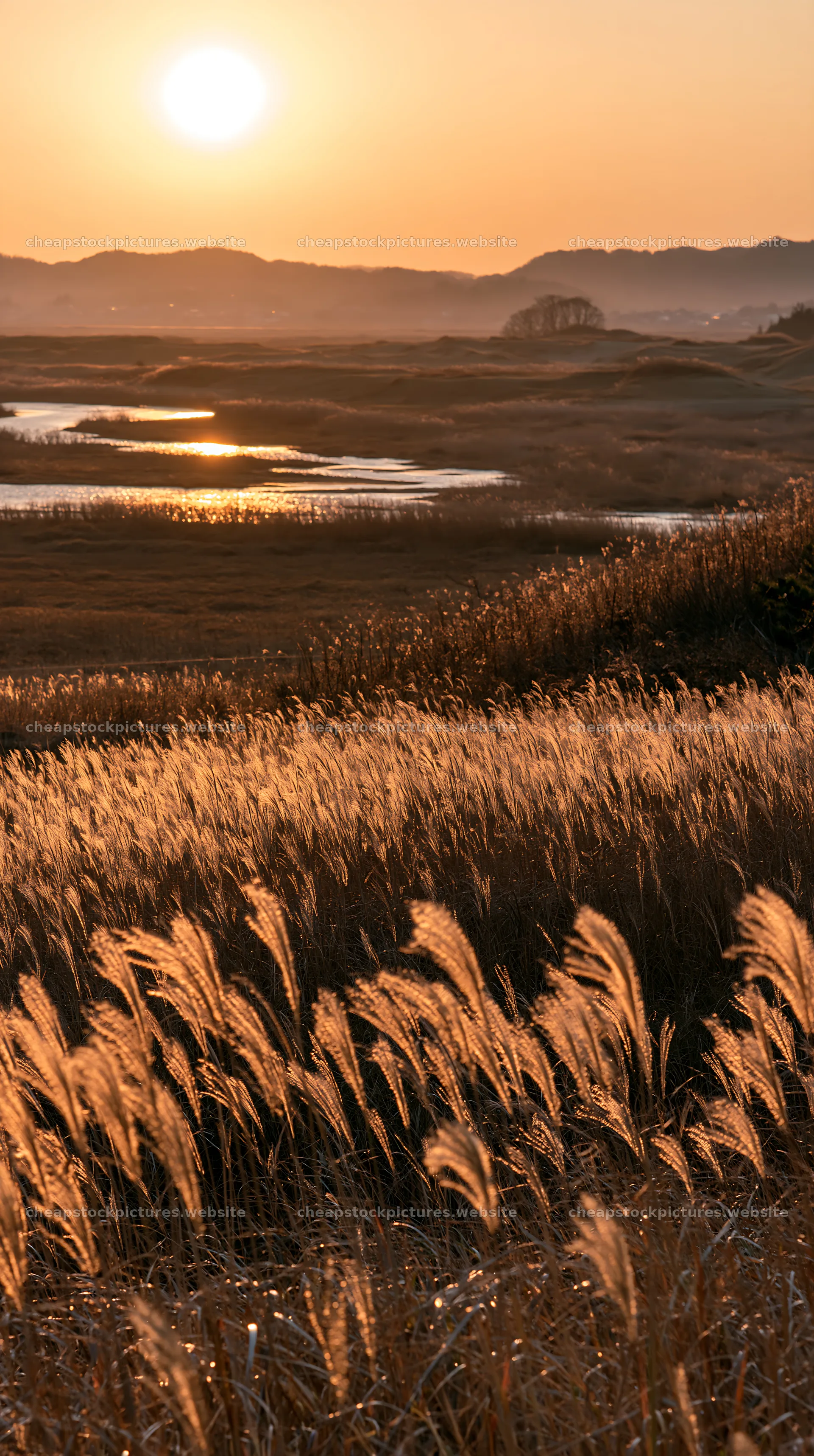 Windy meadow with dune grasses at sunset in Tottori – stock pictures 5938x10608