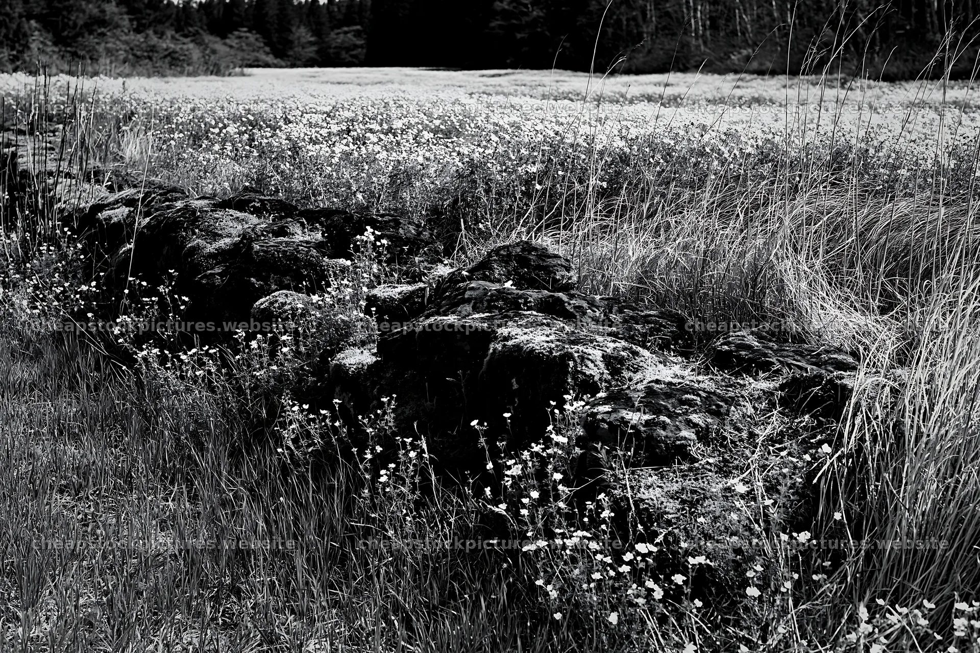 Mossy stones in a meadow with flowers in Miyagi in spring – stock pictures 9722x6480