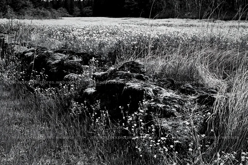 Mossy stones in a meadow with flowers in Miyagi in spring – stock pictures 9722x6480