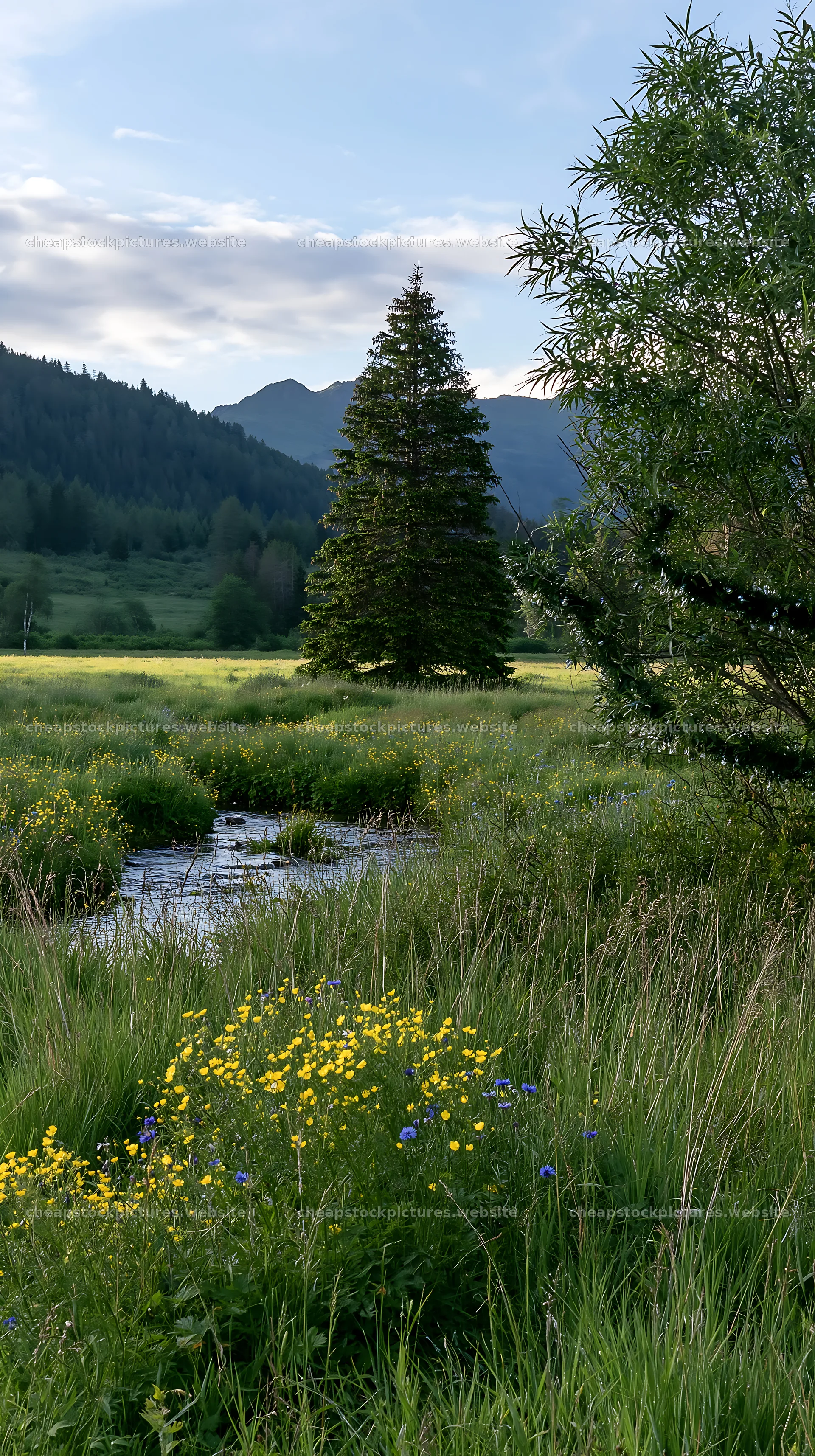 Christmas tree beside stream in meadow – stock pictures 5938x10608