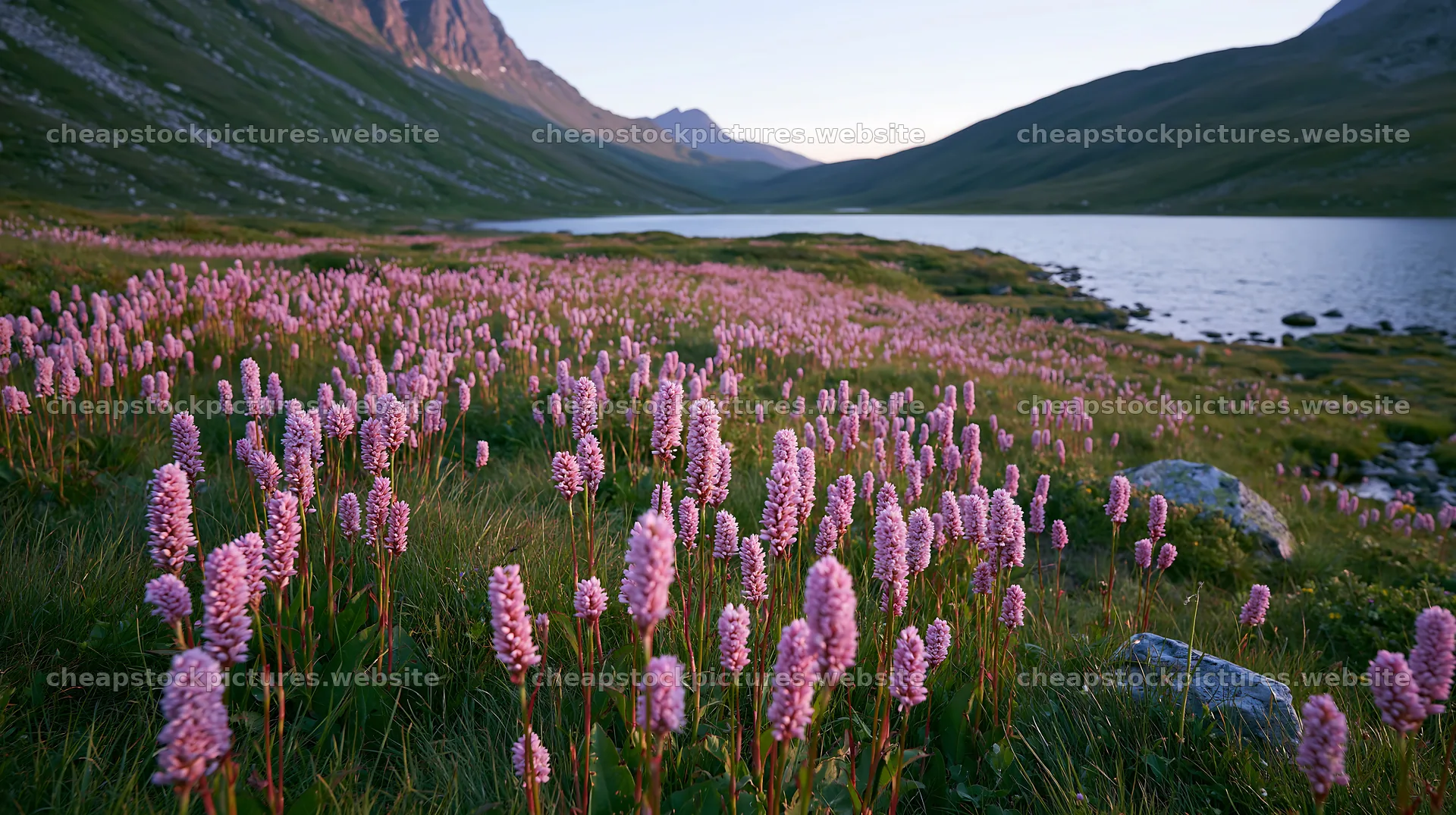 Swiss meadow with pink flowers beside alpine lake – stock pictures 10608x5938